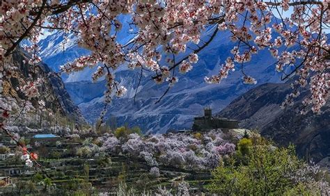 Hunza Cherry Blossom Tour 2020 | Trip to Northern Areas | Hunza Spring Tour