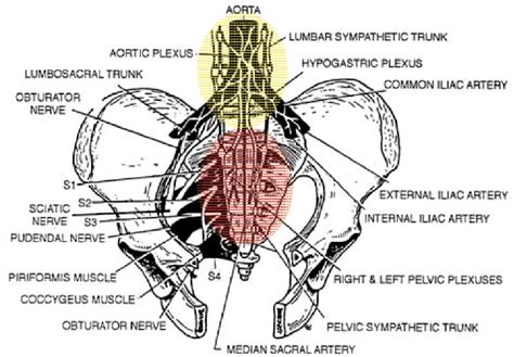 Figure 1 from Inferior hypogastric plexus blockade: a transsacral ...