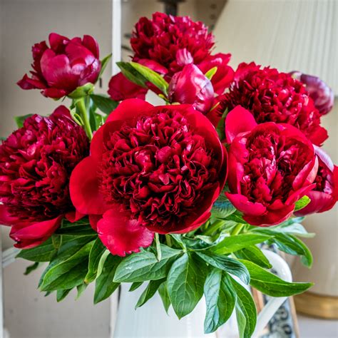 Peonies - Deep Red | Beautiful Red Charm Peonies by Flourish