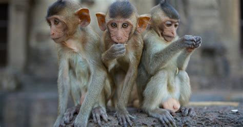 Monkeys Built to Mimic Autism-Like Behaviors May Help Humans - The New ...