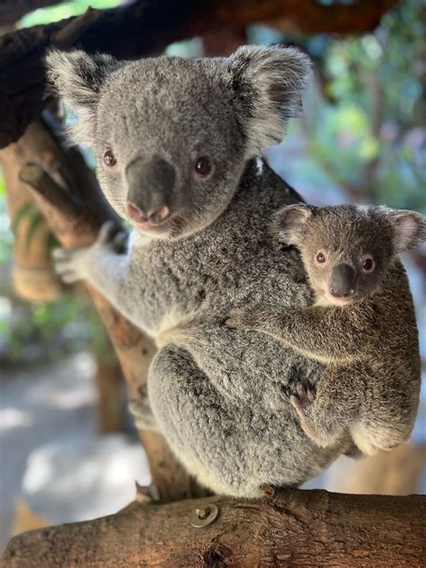 Meet LA Zoo's Koala Joey on Wild Koala Day | LATF USA NEWS