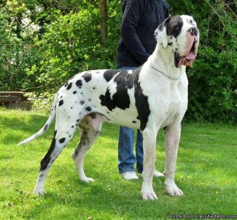 JUMBO EUROPEAN HARLEQUIN GREAT DANE PUPPIES AVAILABLE! for sale in ...