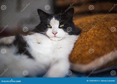 Beautiful Black and White Cat Lie on the Pillow Stock Image - Image of ...