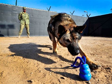 Navy SEAL Dogs Are A Powerful Force - Business Insider