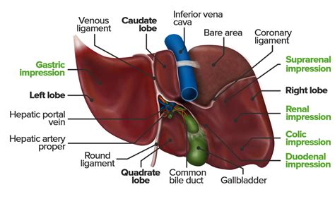 Surgical Anatomy of the Abdomen | Concise Medical Knowledge