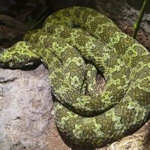 Mangshan Pit Viper - Facts, Diet, Habitat & Pictures on Animalia.bio