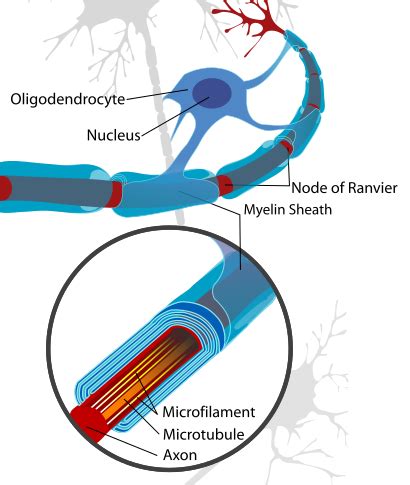 Difference Between Schwann Cell and Myelin Sheath | Schwann Cell vs ...