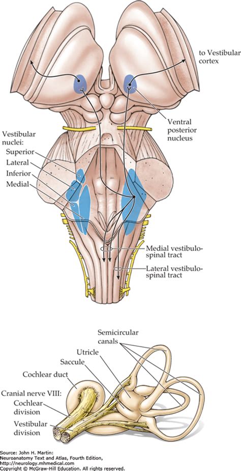 The Vestibular System and Eye Movements | Neupsy Key