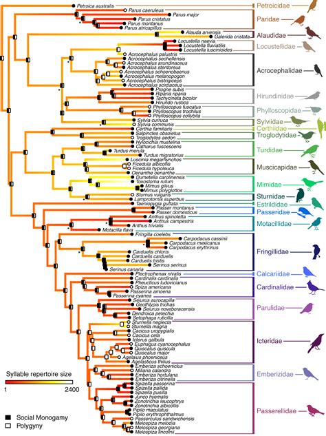 Bird Science: A common Conception About a Bird's Song Upended in New Study