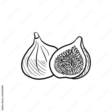 figs, vector drawing sketch of fruits isolated at white background ...