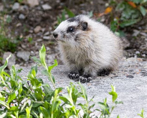 Marmot baby Photo by Ken | Free Photo - rawpixel