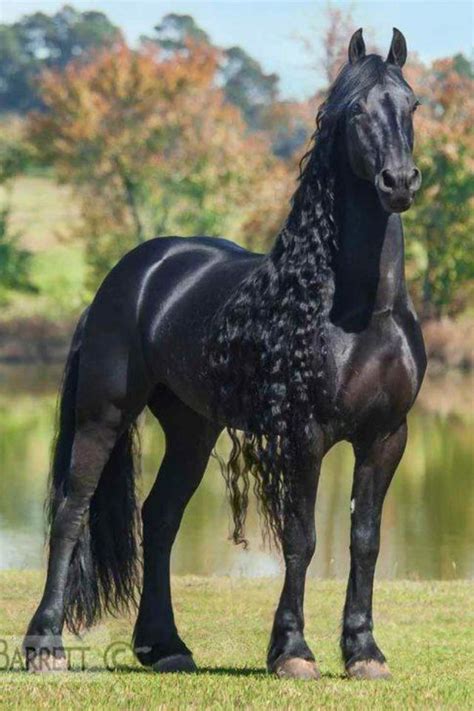 Beautiful Friesian horse with amazing long mane. | Beautiful horses, Beautiful horse pictures ...