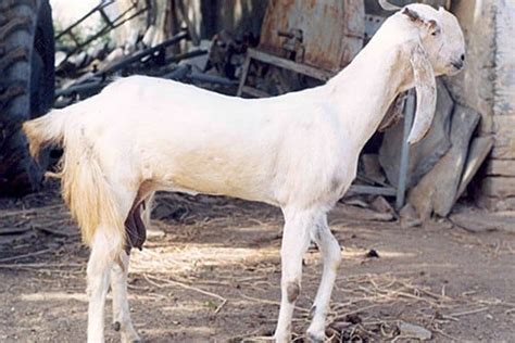 Jamunapari Goat Profile Information | Agri Farming