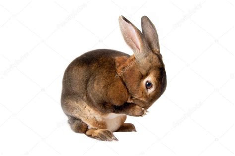 Castor Rex Rabbit — Stock Photo © pixelmemoirs #9573955