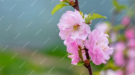 Premium Photo | Sakura flowering large lush sakura flowers on a tree close up on a dark ...