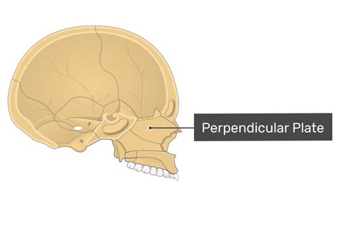 Ethmoid Bone Anatomy | GetBodySmart