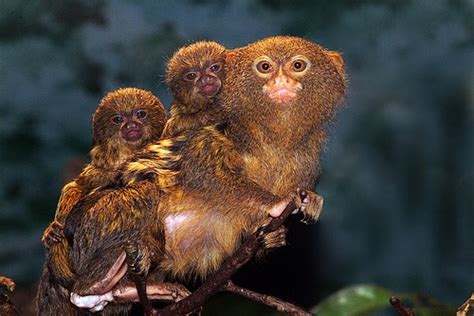 Mom with babies | Pygmy marmoset, Animals, Animals beautiful