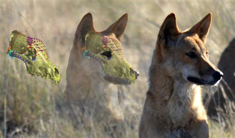 Dingo genes dominant over domestic dogs - Australian Geographic