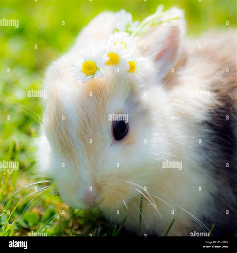 bunny with flowers Stock Photo - Alamy