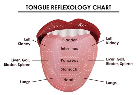 Tongue Reflexology Chart 118016 Vector Art at Vecteezy