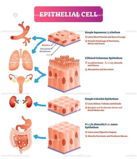 Epithelial cells vector illustration – VectorMine | Tissue biology ...