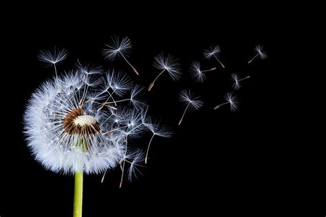 Dandelion on black background #1 Photograph by Bess Hamiti - Fine Art ...