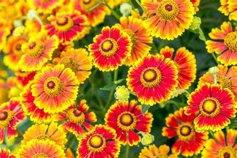 How to Grow and Care for Helenium (Sneezeweed)