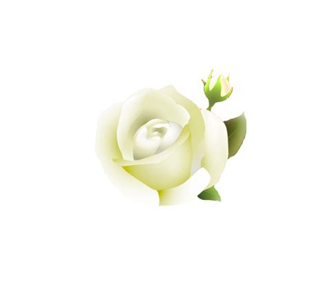 Free White Rose Border Png, Download Free White Rose Border Png png ...