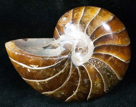 2.6" Cretaceous Nautilus Fossil - Madagascar For Sale (#12845 ...