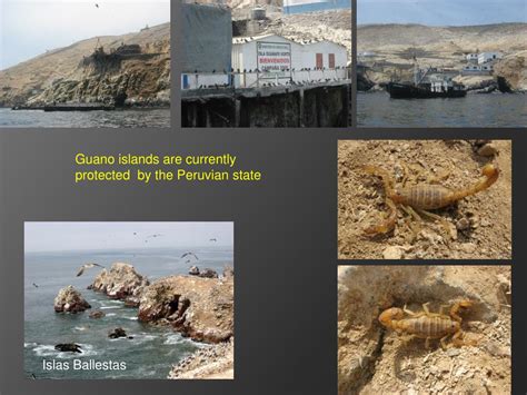 PPT - Guano Islands: Perú PowerPoint Presentation, free download - ID:2238045