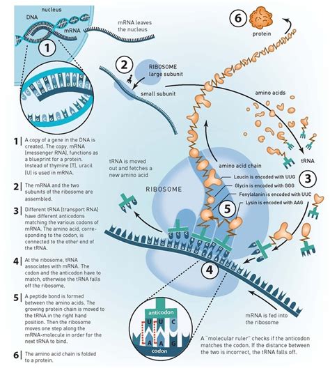 DNA the central dogma of biology-double helix - BIOChemReview