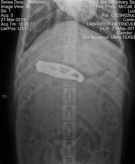 PHOTOS: X-rays reveal pets most embarrassing eats - ABC13 Houston