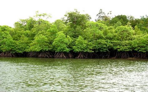 Gambar Hutan Mangrove - Homecare24