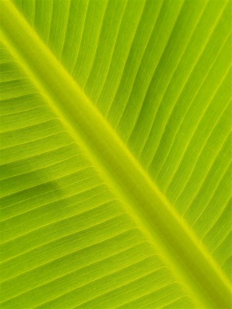 Banana Leaves Free Stock Photo - Public Domain Pictures