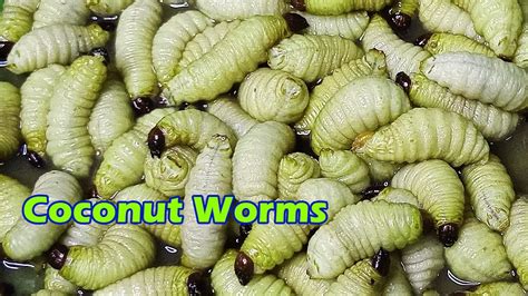 Fresh 2000 Coconut Worms moment take out from nest | Coconut worms video - YouTube