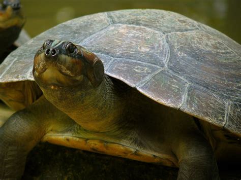 Tortuga arrau en Peligro CRÍTICO - ONG-Venezuela Verde