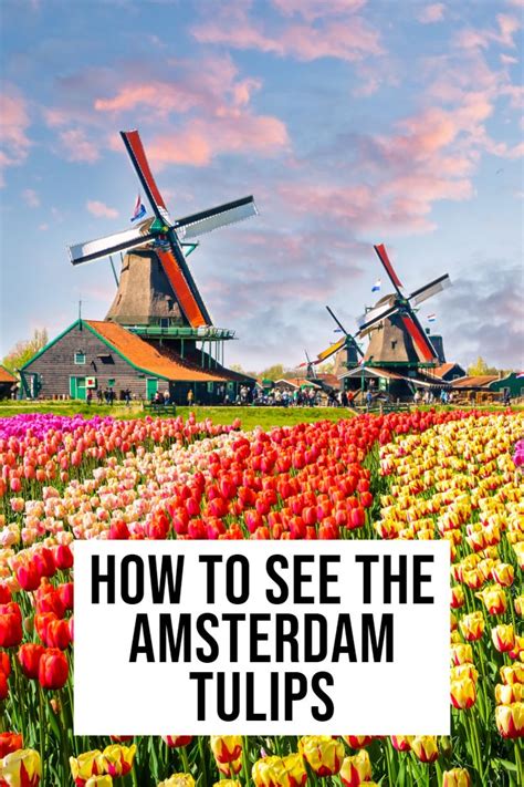 colorful tulips and windmills with the words amsterdam 10 best tours and activities