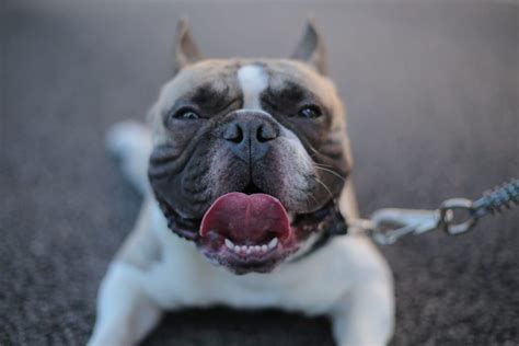 11 Reasons Why Your Dog Is Panting At Night - ThePets