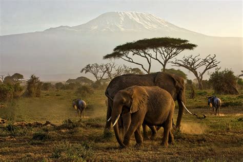 3 Days Amboseli National Park Wildlife Safari | Kenya Safaris