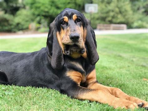 Bloodhound Dog Breed Info: Everything You Need to Know - K9 Web