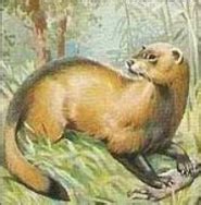 Steppe Polecat - Wild Relative of the Domesticated Ferret - pictures and facts