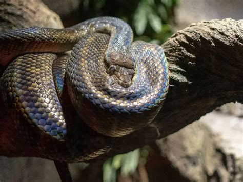 Scrub Python: Care Guide & Species Profile - Everything Reptiles