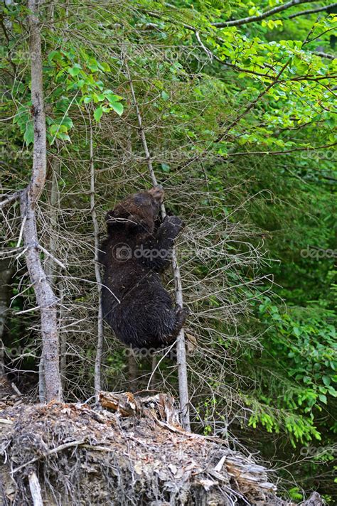 Brown bear Stock Photo by ©kyslynskyy 29460287