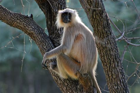 Ranthambore Monkey | Monkey, India