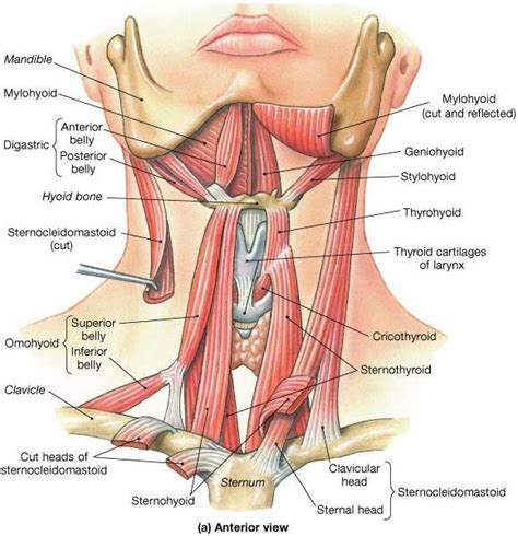 Intrinsic Laryngeal Muscles