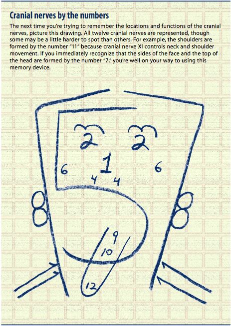 40 Tips and Mnemonics in remembering the 12 Cranial Nerves - Nursing Crib