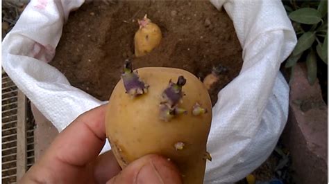 How to Plant Potatoes in containers