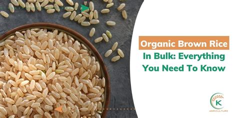 Organic Brown Rice In Bulk: Everything You Need To Know | K-Agriculture