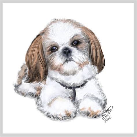 SHIH TZU ILLUSTRATIONS - Bing Imagens Shih Tzu Puppy, Shih Tzus, Cute ...