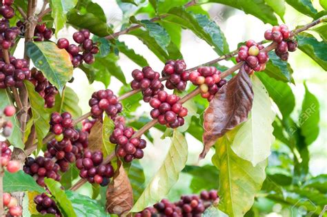 BRAZIL Roasted Coffee Beans Free Shipping in USA - Etsy